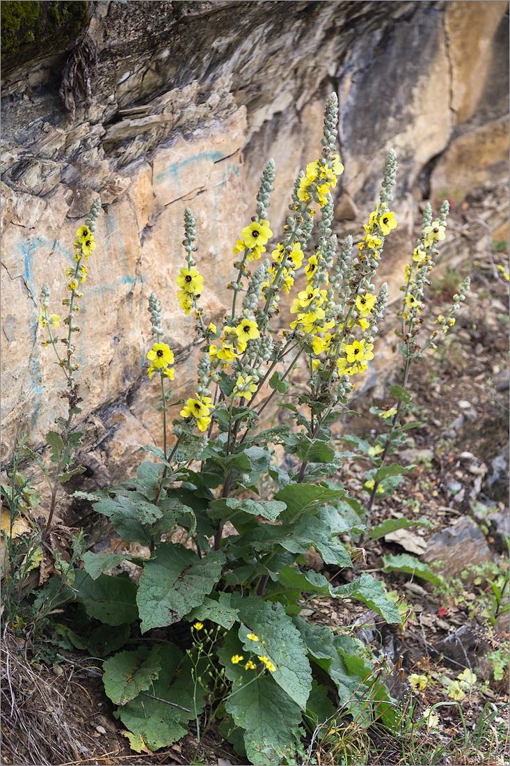 Image of Verbascum formosum specimen.