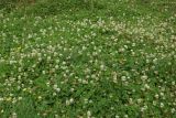 Trifolium repens