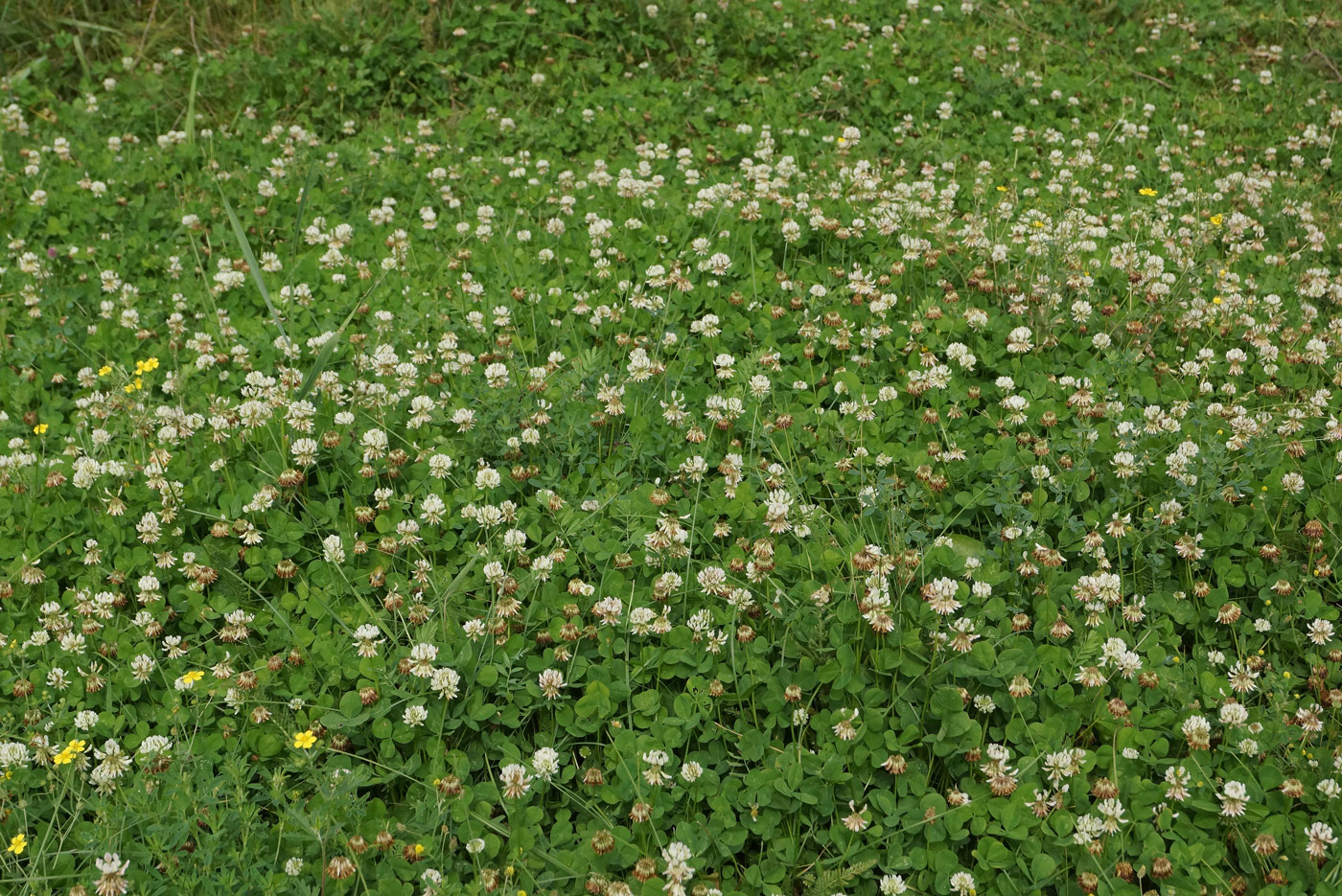 Image of Trifolium repens specimen.