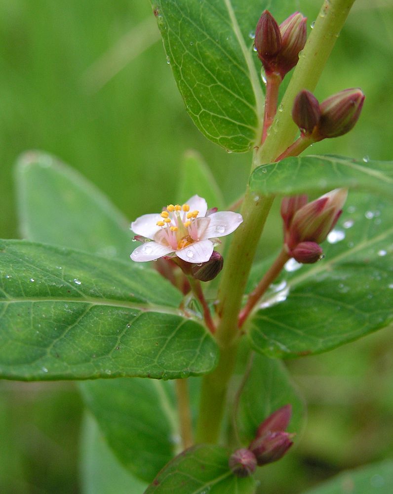 Изображение особи Triadenum japonicum.