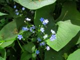 Brunnera macrophylla. Соцветие и листья. Беларусь, Гродненская обл., Новогрудский р-н, Кошелевский сельсовет, окр. дер. Чемеровка, Рутковский пригорок, опушка березняка снытевого. 23.05.2017.