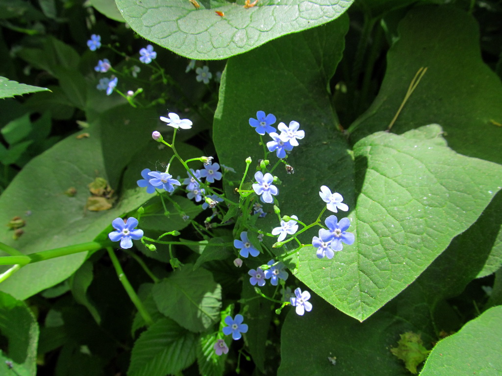 Image of Brunnera macrophylla specimen.