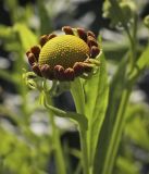 Helenium autumnale. Верхушка зацветающего растения. Пермский край, г. Пермь, Кировский р-н, газон у административного здания, в культуре. 02.08.2017.