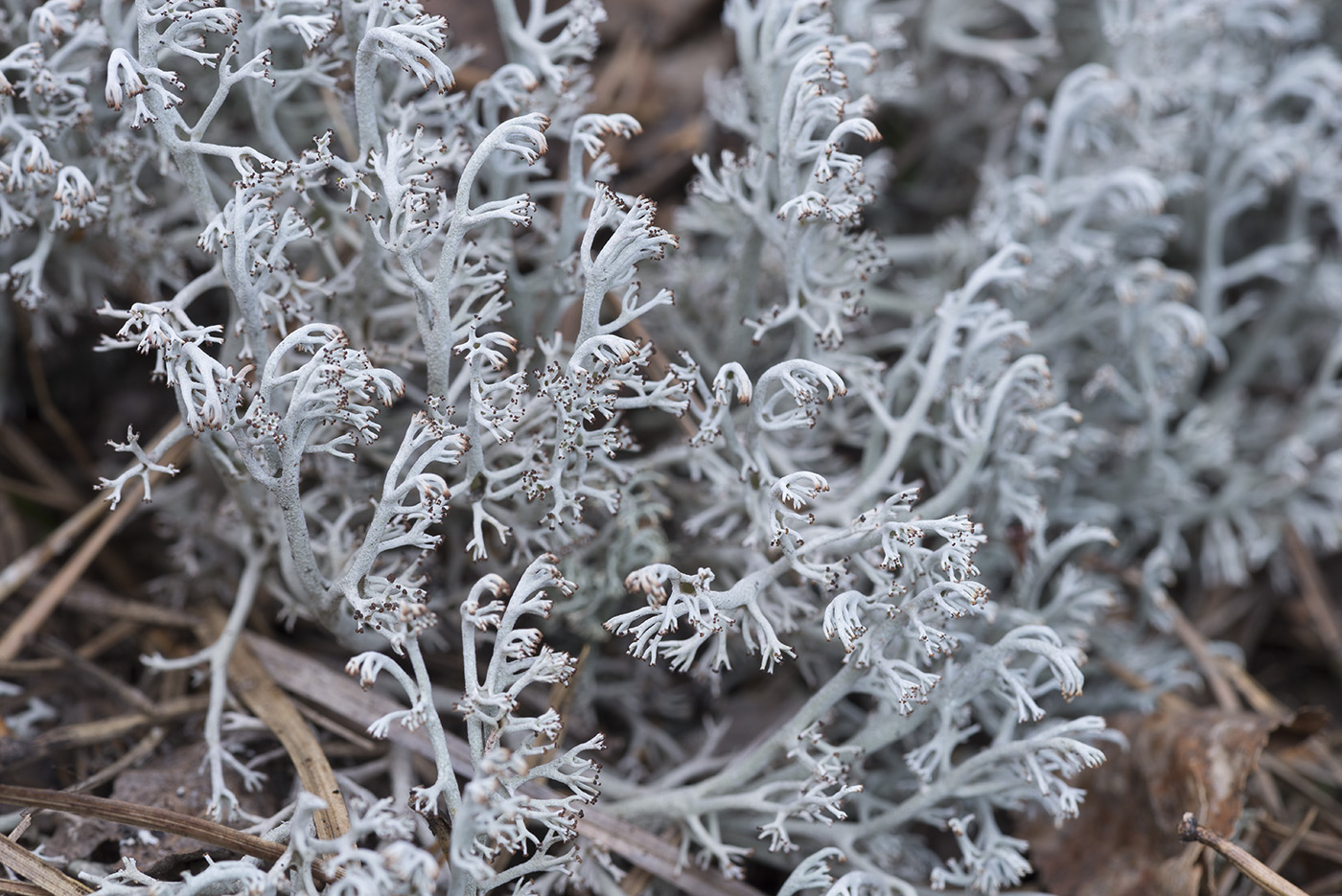 Изображение особи Cladonia rangiferina.