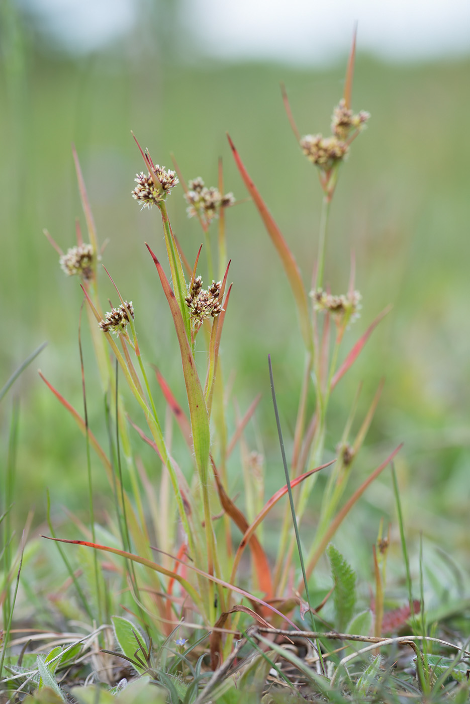 Image of Luzula multiflora specimen.