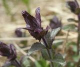 Bartsia alpina. Верхушка зацветающего побега. Чехия, Оломоуцкий край, природный заповедник Jeseníky, субальпийский луг. 15.06.2017.