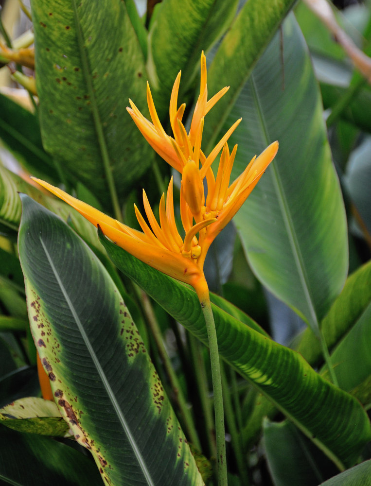 Image of Heliconia angusta specimen.