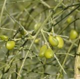 Image of taxon representative. Author is Роланд Цандекидис