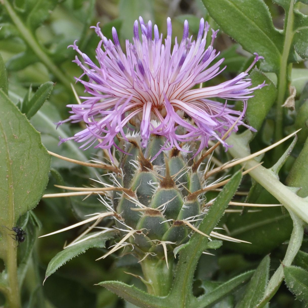 Изображение особи Centaurea raphanina ssp. mixta.
