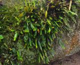 Pyrrosia porosa. Растения на камне. Малайзия, Камеронское нагорье, ≈ 1600 м н.у.м., опушка влажного тропического леса. 03.05.2017.