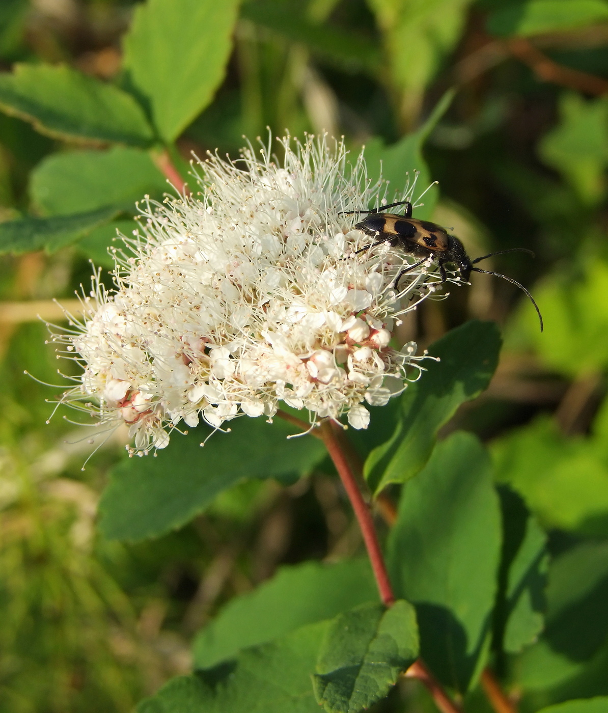 Image of Spiraea beauverdiana specimen.