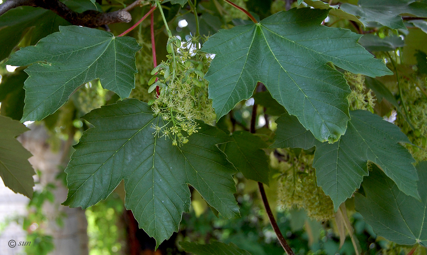 Image of Acer pseudoplatanus specimen.