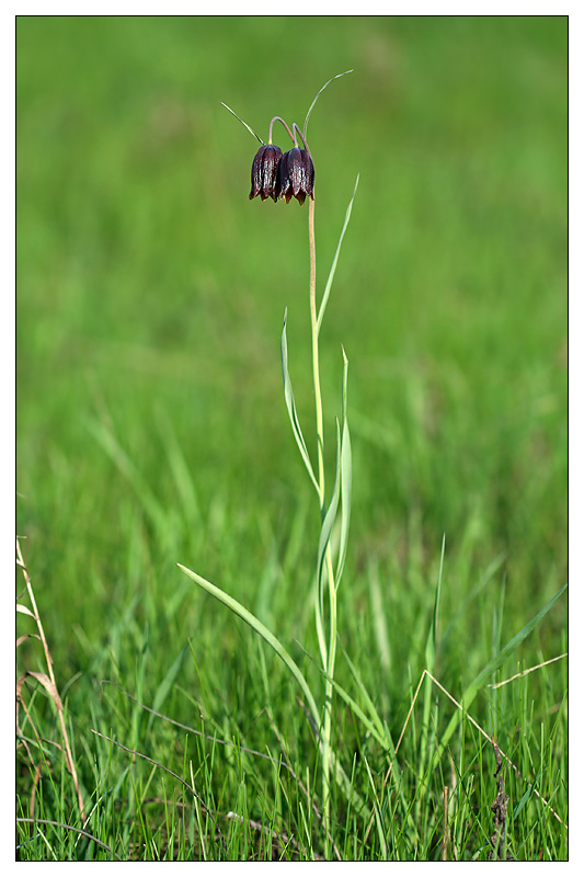 Изображение особи Fritillaria meleagroides.