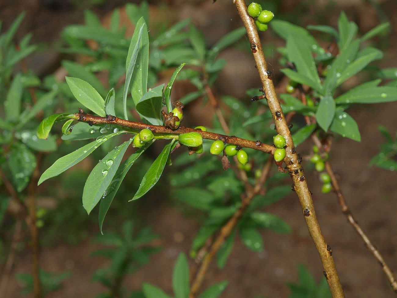 Image of Daphne mezereum specimen.