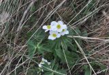 Anemonastrum fasciculatum. Цветущее растение. Грузия, Казбегский муниципалитет, вост. склон горы Казбек, ≈ 2100 м н.у.м. 22.05.2018.