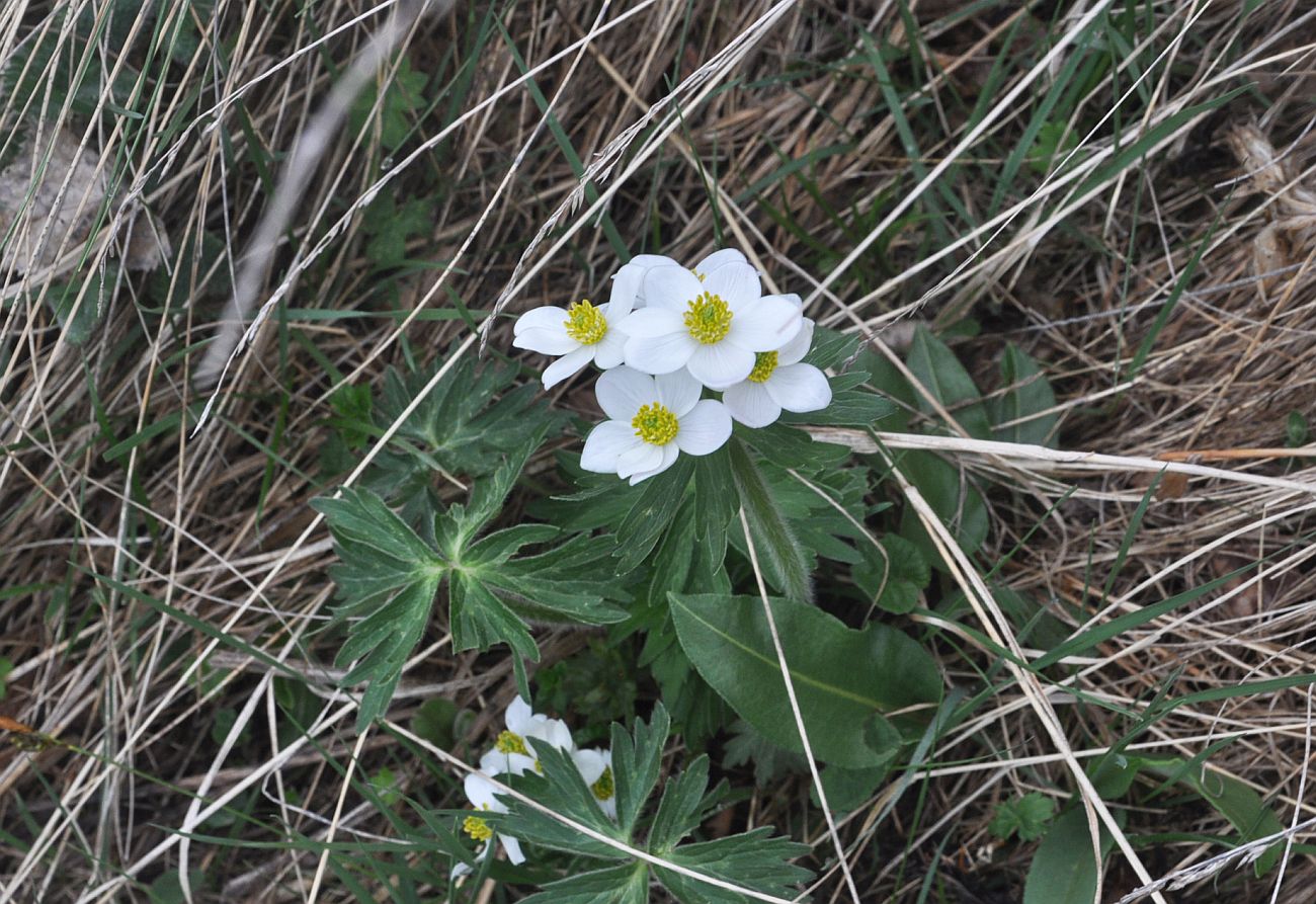 Image of Anemonastrum fasciculatum specimen.