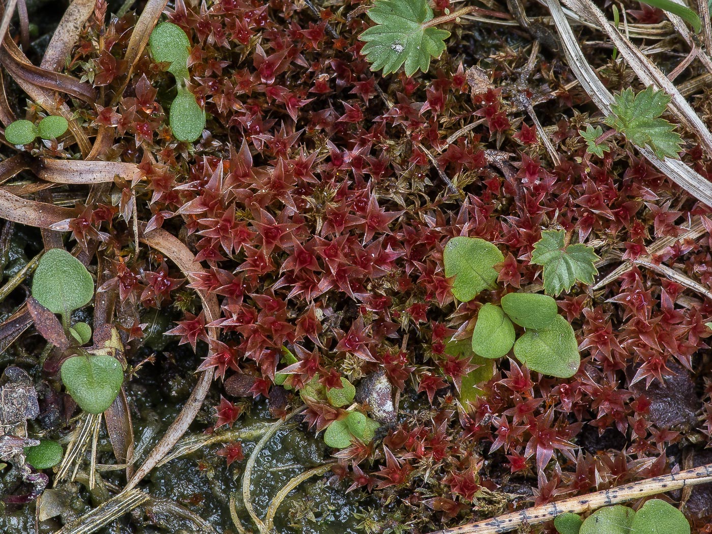 Image of genus Bryum specimen.