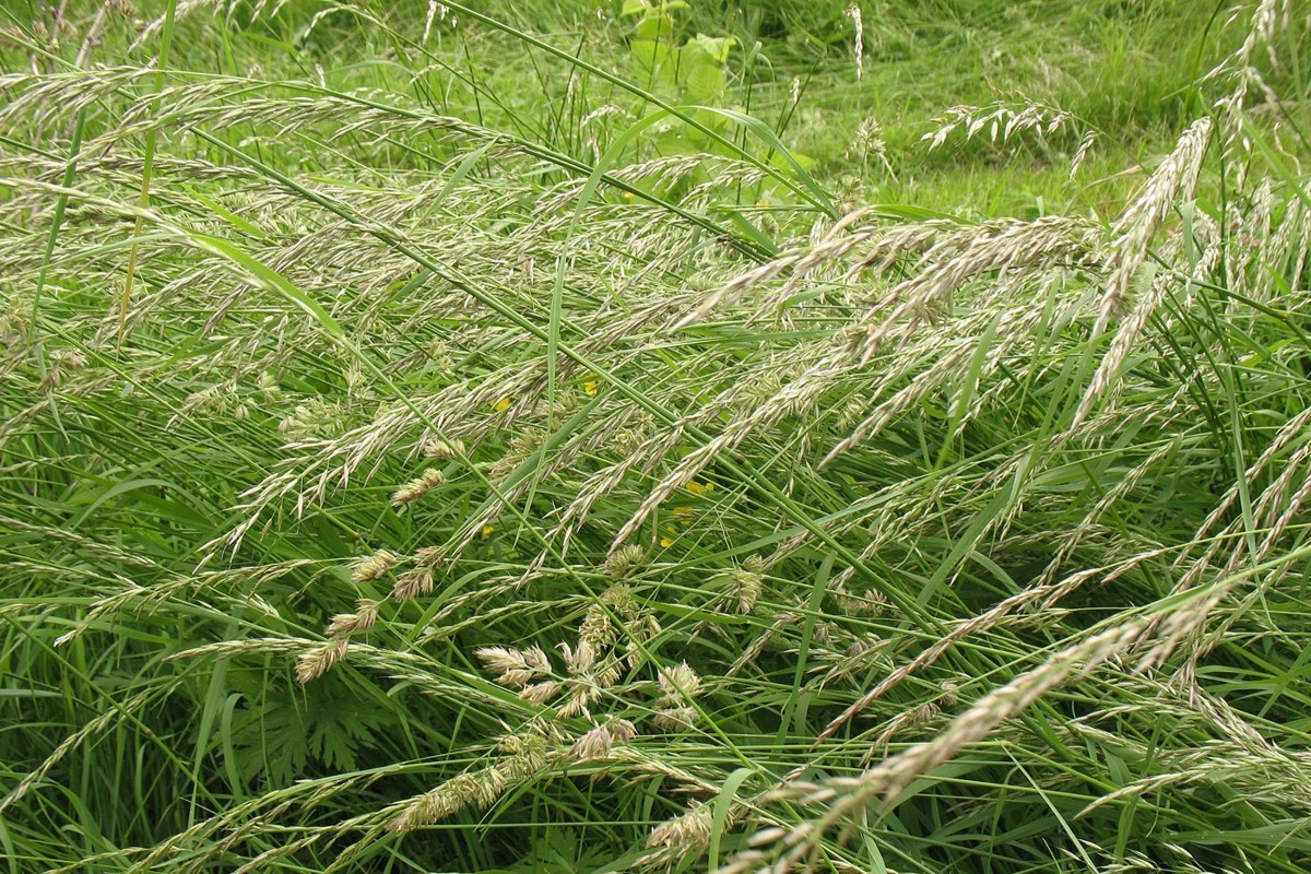 Image of Arrhenatherum elatius specimen.