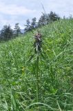 Pedicularis wilhelmsiana