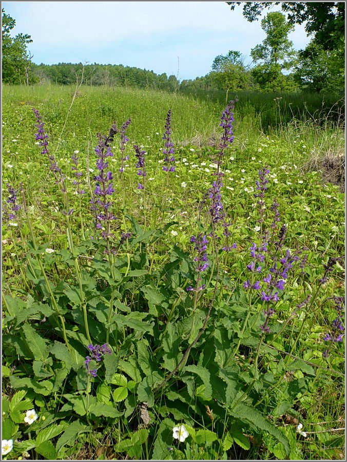 Image of Salvia stepposa specimen.