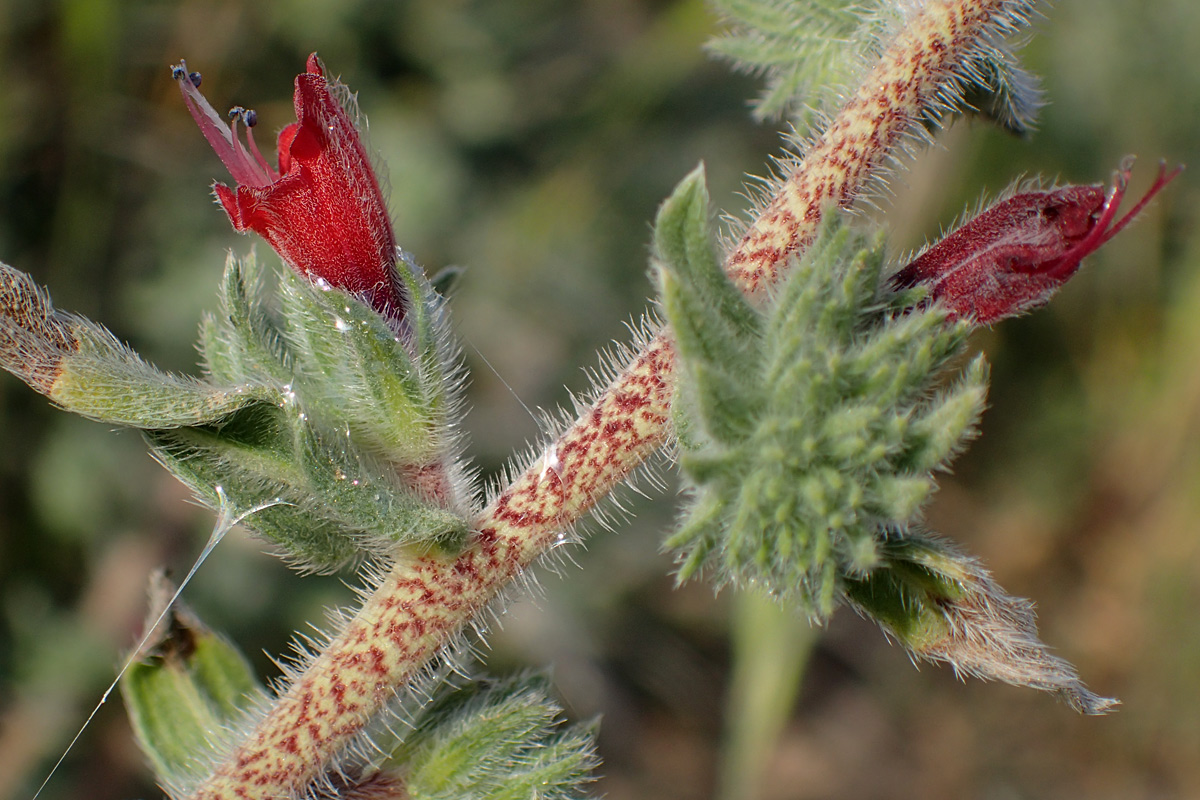 Image of Echium angustifolium specimen.