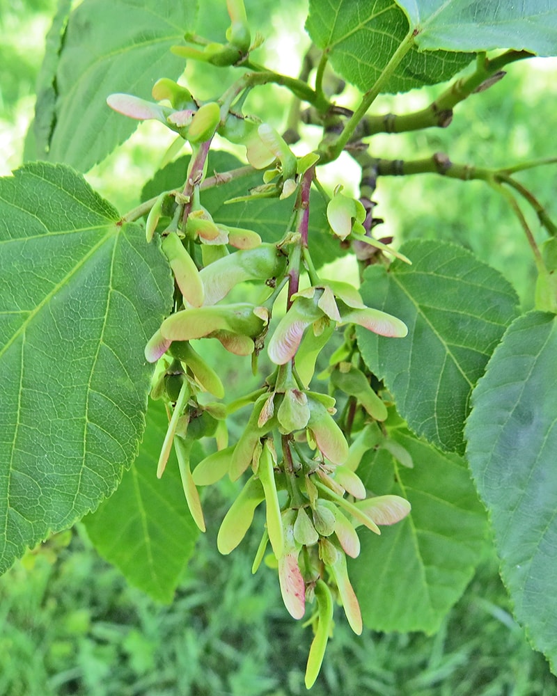 Image of Acer davidii specimen.