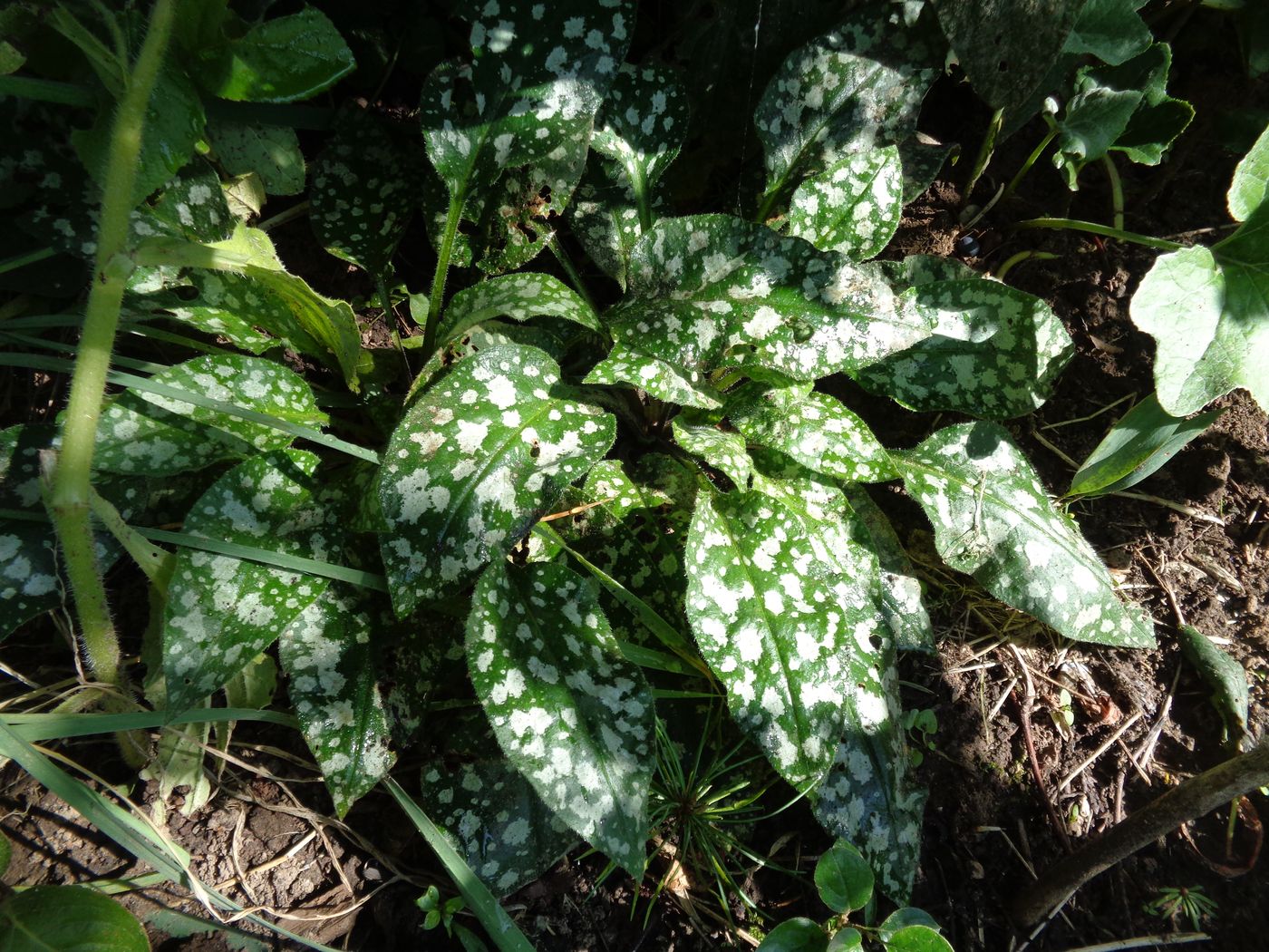 Изображение особи Pulmonaria officinalis.