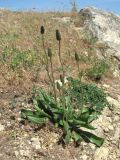 Plantago lanceolata