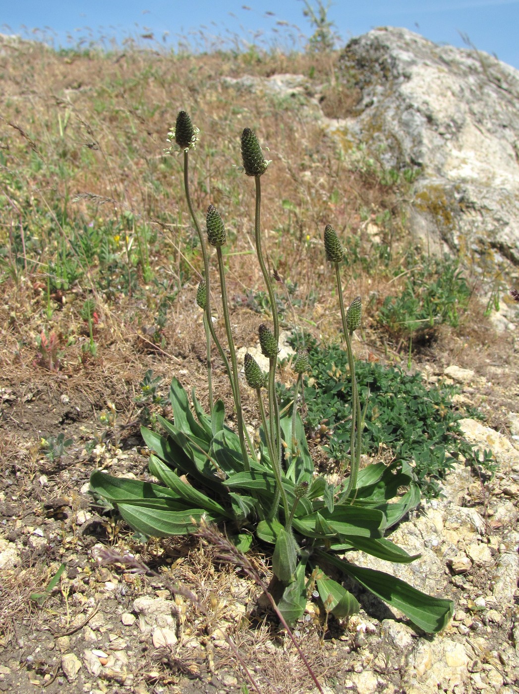 Изображение особи Plantago lanceolata.