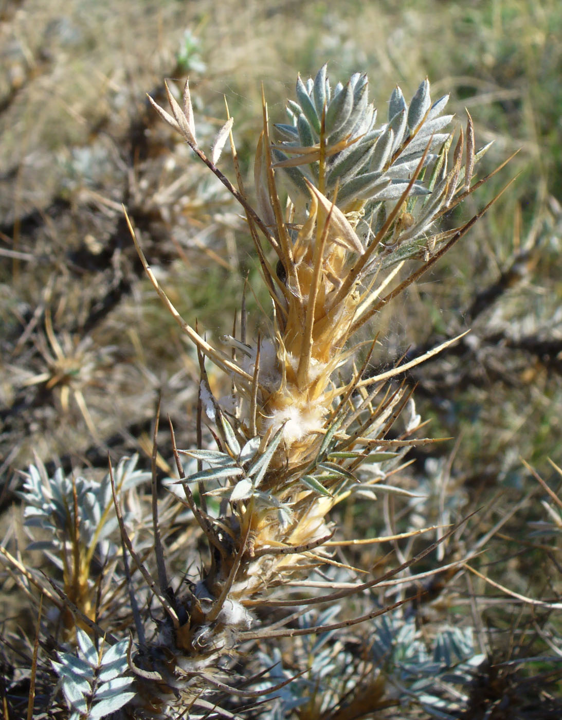 Изображение особи Astragalus arnacantha.