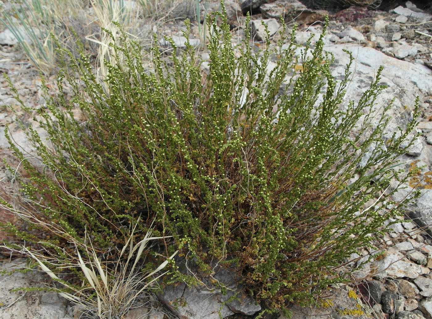 Image of genus Artemisia specimen.