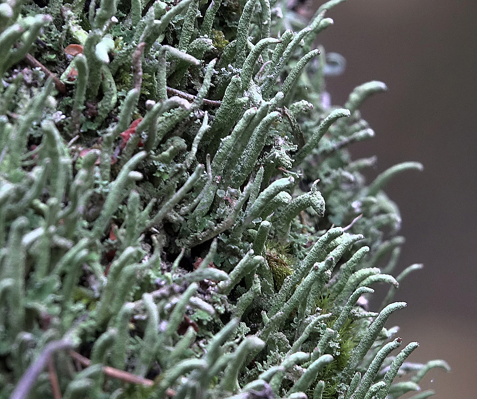 Изображение особи род Cladonia.