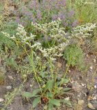Goniolimon elatum