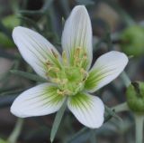 Image of taxon representative. Author is Роланд Цандекидис