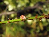 Dryopteris expansa