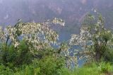 Exochorda tianschanica