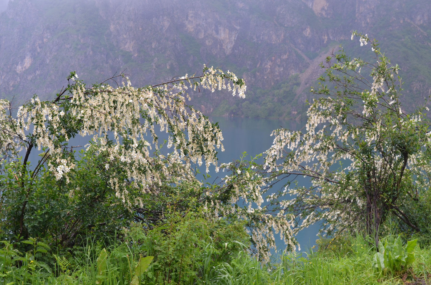 Image of Exochorda tianschanica specimen.