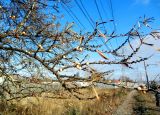 Hippophae rhamnoides. Ветви с плодами. Московская обл., пос. Фрязево, в культуре. 02.11.2014.