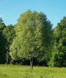 Salix alba. Отдельно растущее дерево. Чувашия, окрестности г. Шумерля, пойма р. Сура, устье Чёрной речки. 12 июня 2008 г.