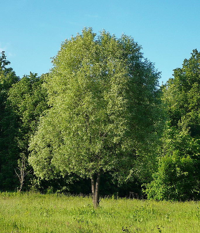 Image of Salix alba specimen.