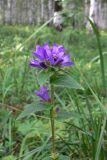 Campanula glomerata. Верхушка цветущего растения. Свердловская обл., г. Екатеринбург, окр. пос. Шабровский, берёзовый лес. 20.08.2018.