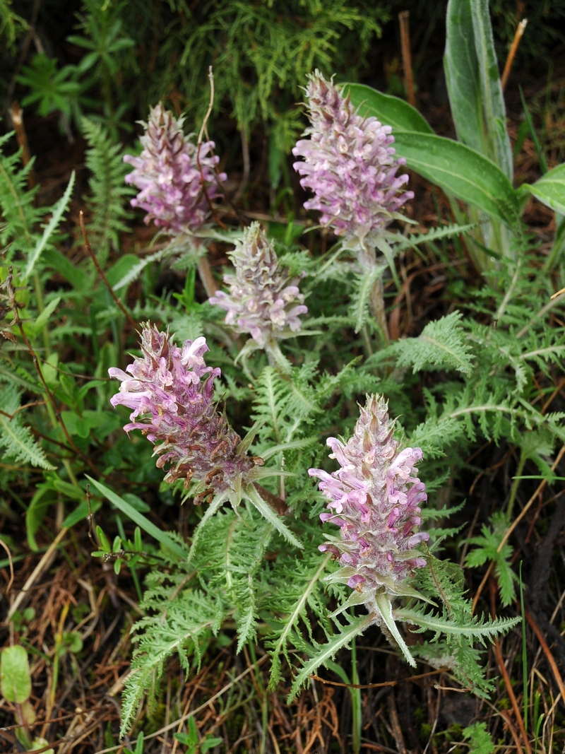 Image of Pedicularis olgae specimen.