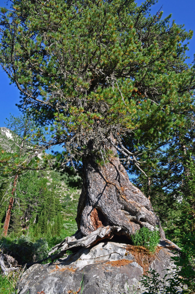 Изображение особи Pinus sibirica.