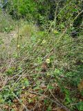 Combretum microphyllum