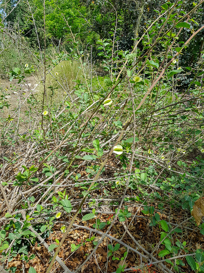 Изображение особи Combretum microphyllum.