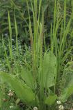 Plantago major