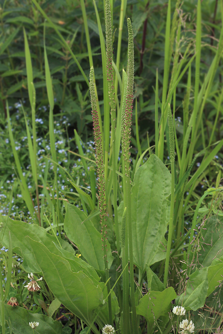 Изображение особи Plantago major.