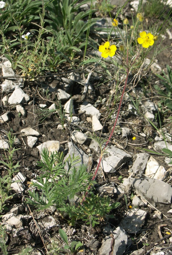 Image of Potentilla eversmanniana specimen.