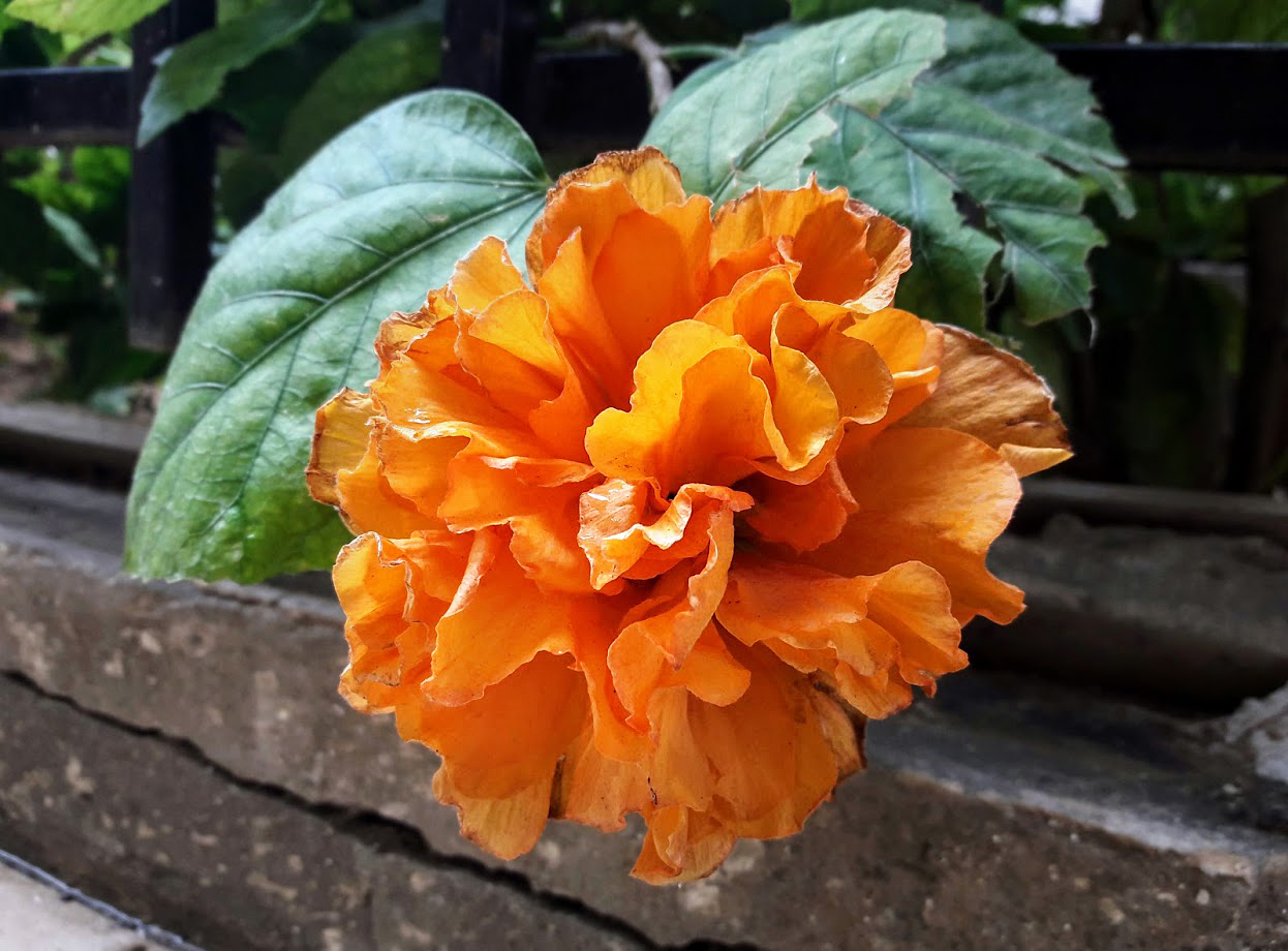 Image of Hibiscus rosa-sinensis specimen.