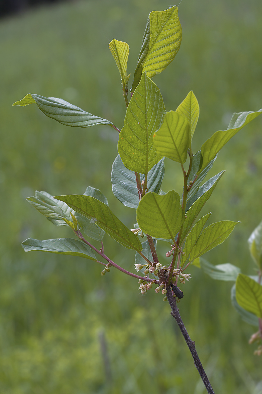 Image of Frangula alnus specimen.